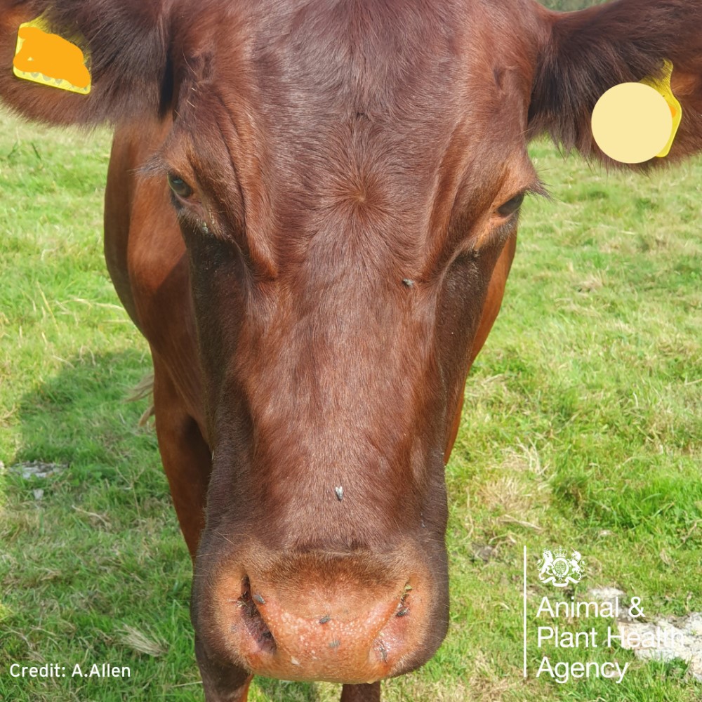 Cow with nose redness and exsudate eyes